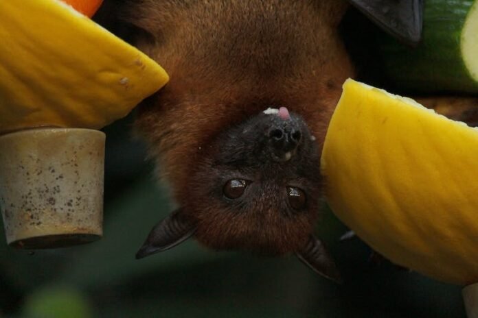 Bat
