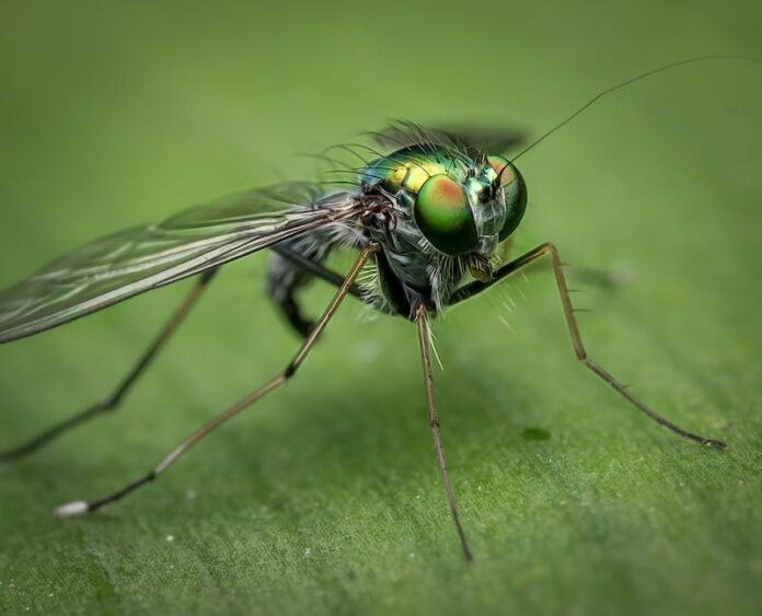 Mosquitoe bite