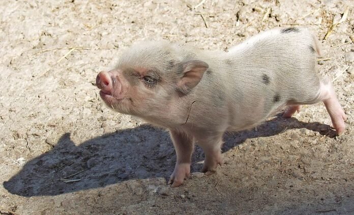 Swine