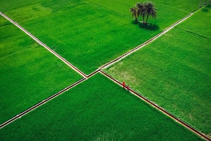 agriculture