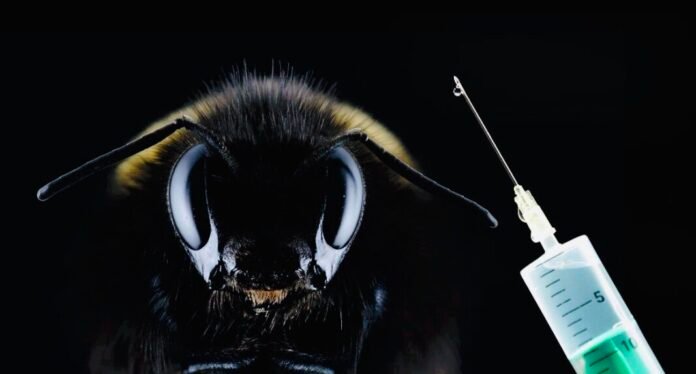 IMG-bee