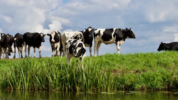 us-stray-cows