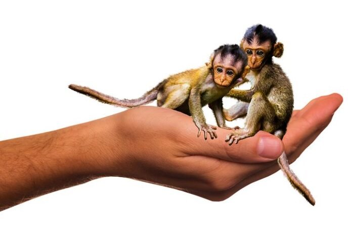 emotions-monkeys