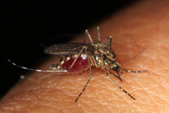 mosquito-jpg