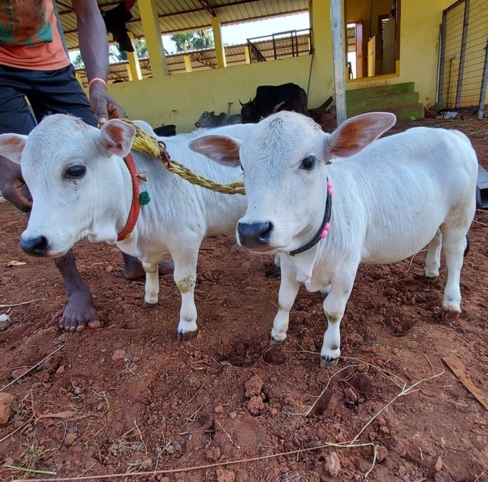 Main-Mini Cow