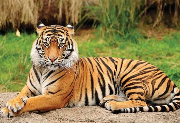 tiger-india-1